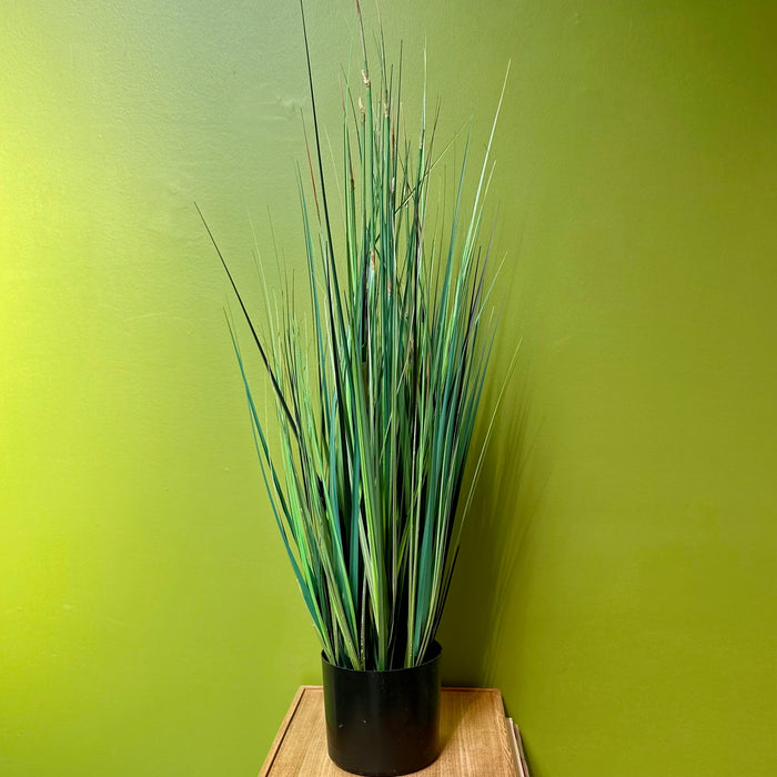 Potted Onion Grass