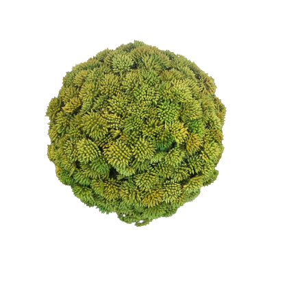 Succulent Ball