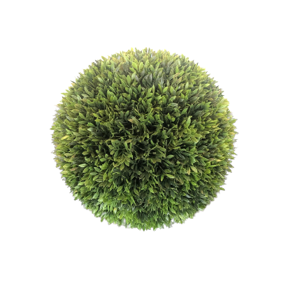 Podocarpus Ball